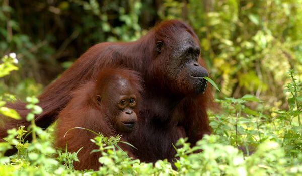 Photo: Animal Orangutan