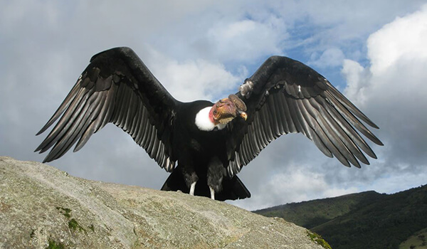 Foto: Como é o condor andino