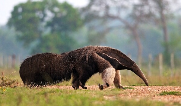 Photo: Anteater
