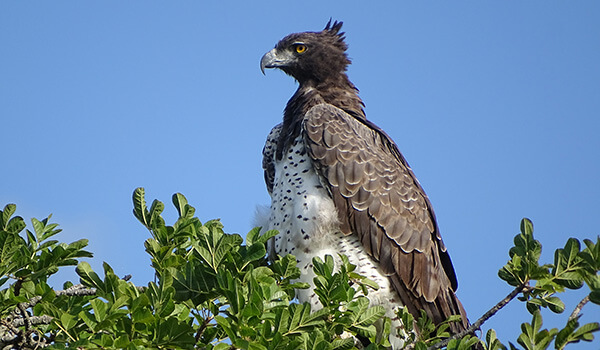Photo: How does a crowned eagle