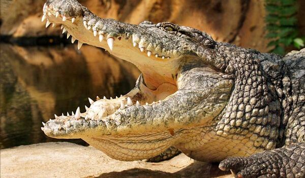 Photo: Great Nile crocodile