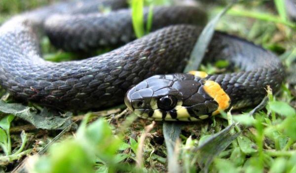 Foto: Almindelig slange