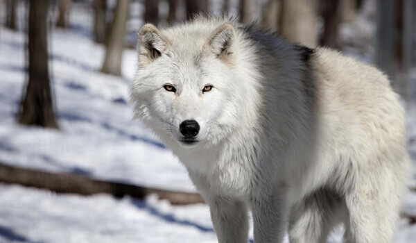 Foto: Tundra Wolf