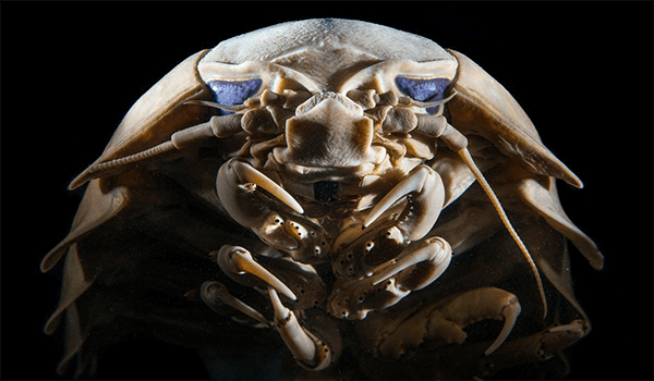 Foto: Isopod