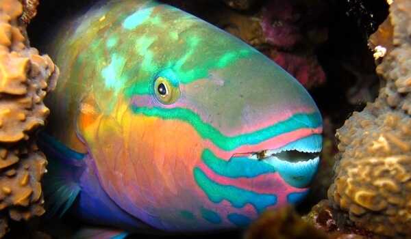 Photo: Parrot fish in the sea