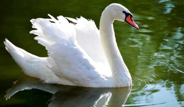 Foto: Mute Swan from the Red Book