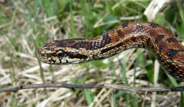 Photo: Patterned snake
