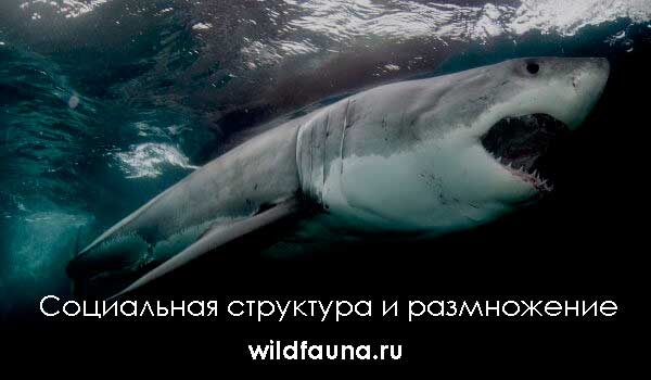 Photo: Ancient Megalodon Shark