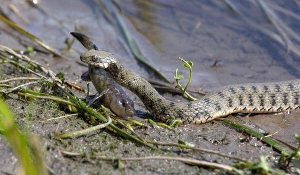 Photo: Caspian water snake