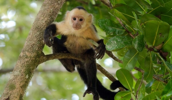 Photo: Capuchin Monkey