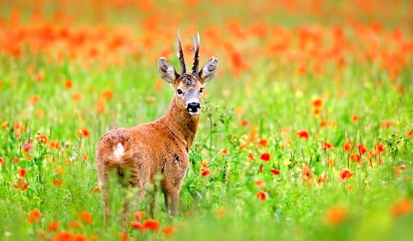Photo: European roe deer in nature