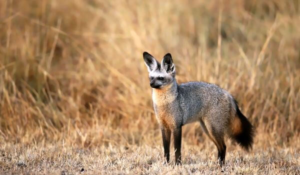Photo: Large-eared fox animal