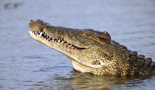 Photo: Nile crocodile in water