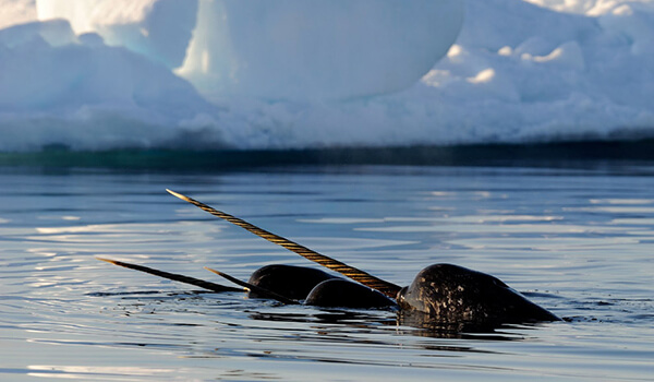 Photo: Narwhals from the Red Book