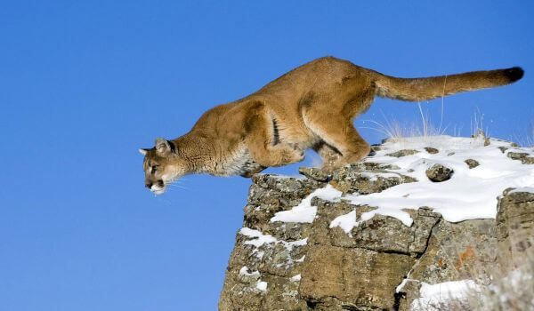 Photo: Cougar Animal