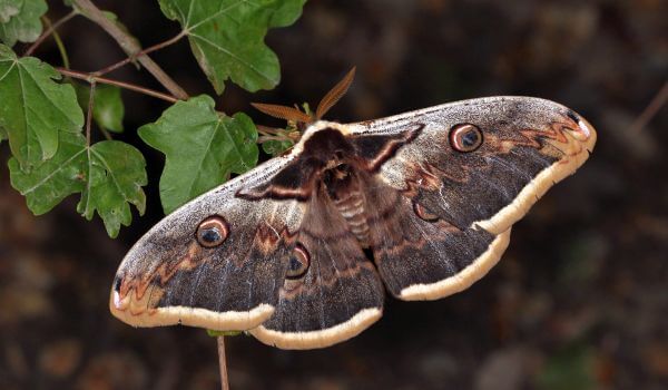 Photo: Dead head hawk moth