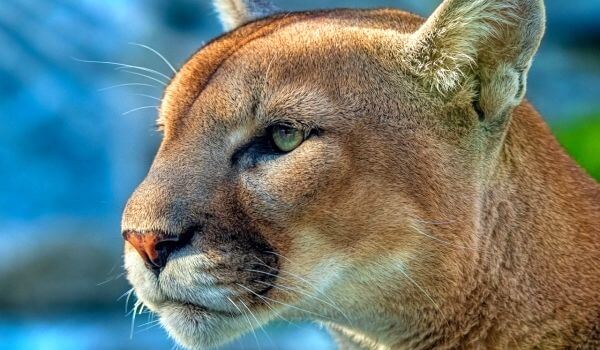 Photo: Cougar cat