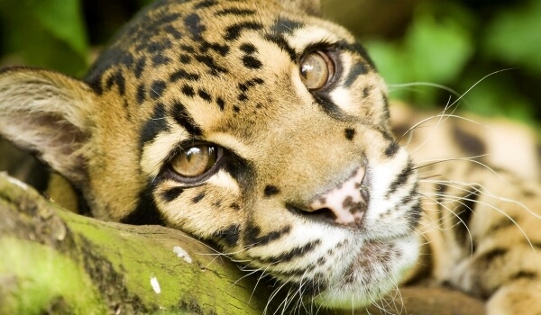 Foto: Animal leopardo nublado
