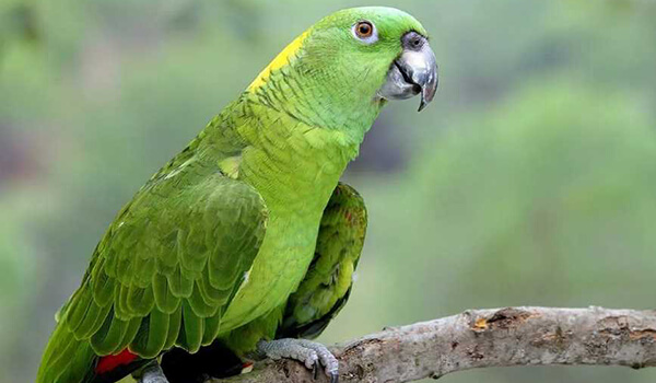 Photo : Venezuelan Amazon parrot