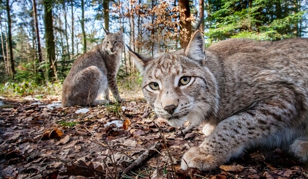 Foto: Wild Lynx