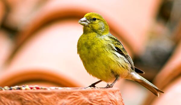 Photo: Songbird Canary