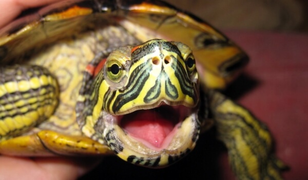 Foto: animal tortuga de orejas rojas