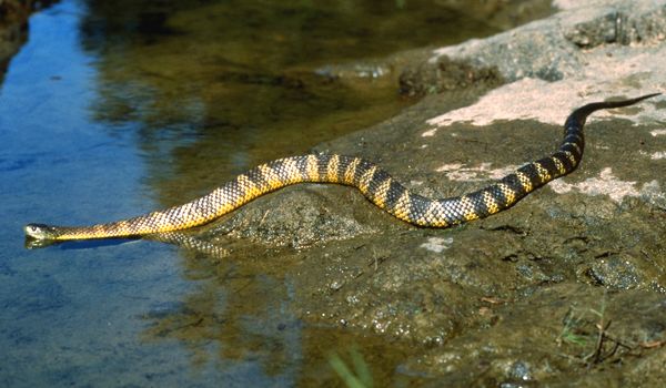 Photo : serpiente tigre en Australia