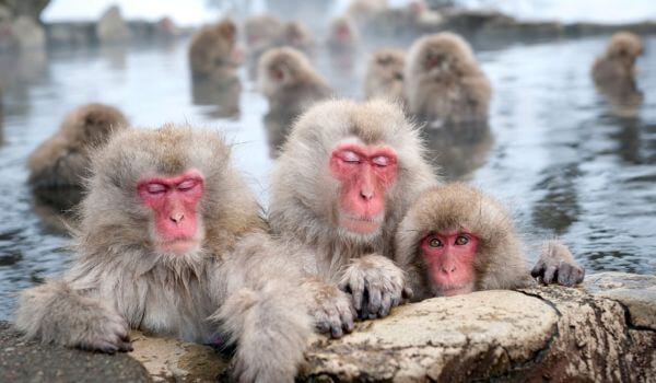 Photo: Japanese macaque at source