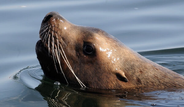 Photo: Eared seal, or sea lion
