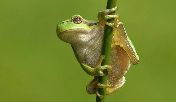 Photo: What a tree frog looks like
