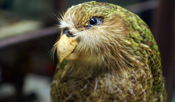 Foto: Kakapo na natureza