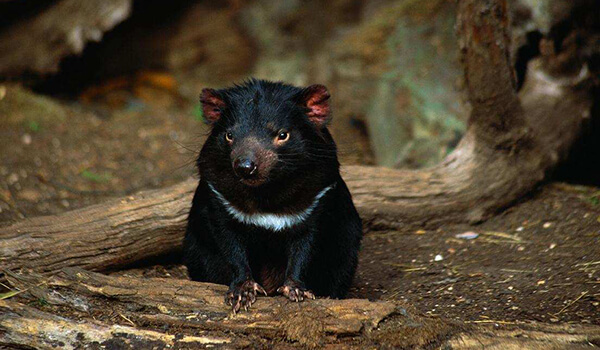 Foto: Animal Demonio de Tasmania
