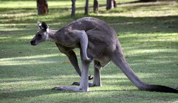Photo: Giant Kangaroo