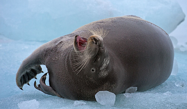 Foto: Como é uma foca barbuda