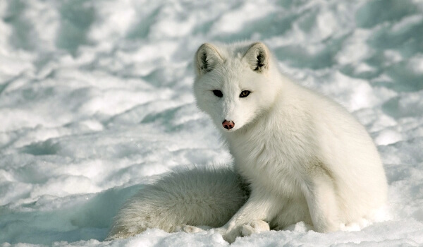 Photo: Animal Arctic Fox