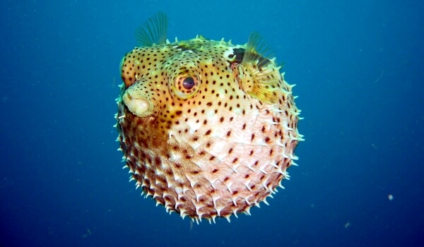  Foto: Bola de pescado