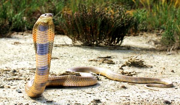 Foto: Centraal-Aziatische cobra