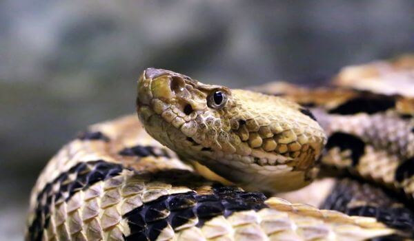 Photo: Rattlesnake from the Red Book