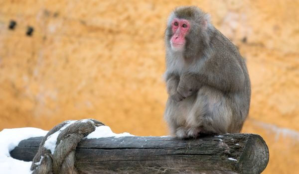 Photo: Japanese Snow Macaque