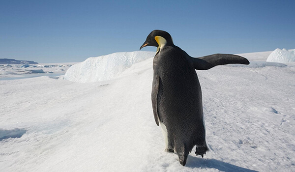 Photo: King Penguin