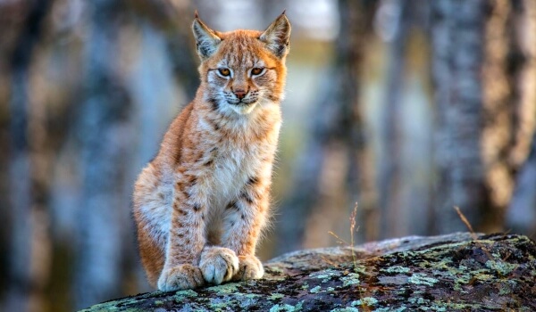 Photo: Lynx cat