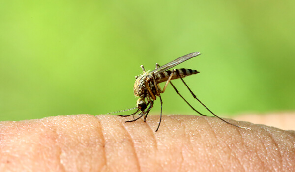 Photo: What a malaria mosquito looks like