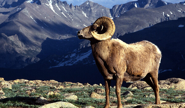 Photo : What a mountain sheep looks like