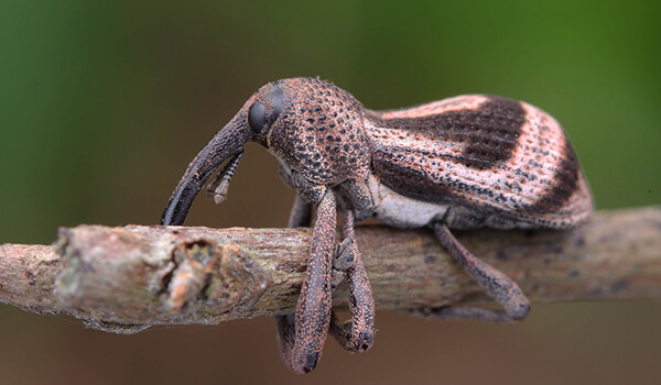 Photo: What a weevil looks like