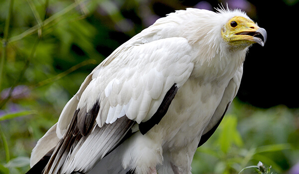 Photo: Vulture bird