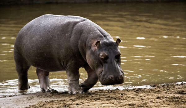 Photo: Red Book Hippo