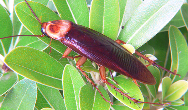 Foto: Large American Cockroach