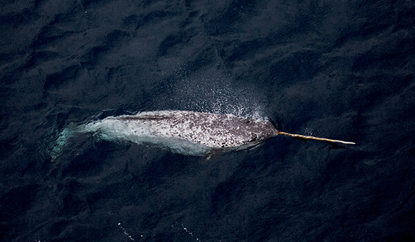 Photo: What a narwhal looks like