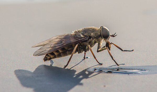 Photo: Great Horsefly