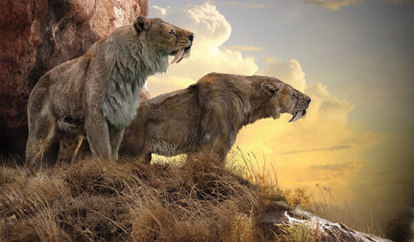 Foto: Smilodon sabre-toothed tigers